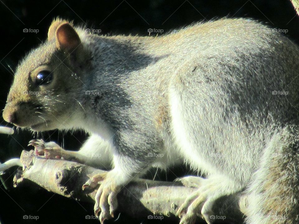 Squirrel on tree branch