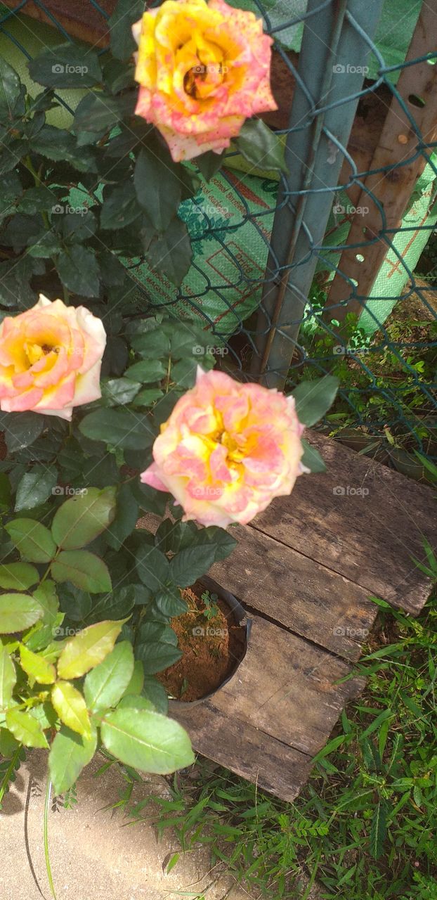 beautiful three roses in the garden