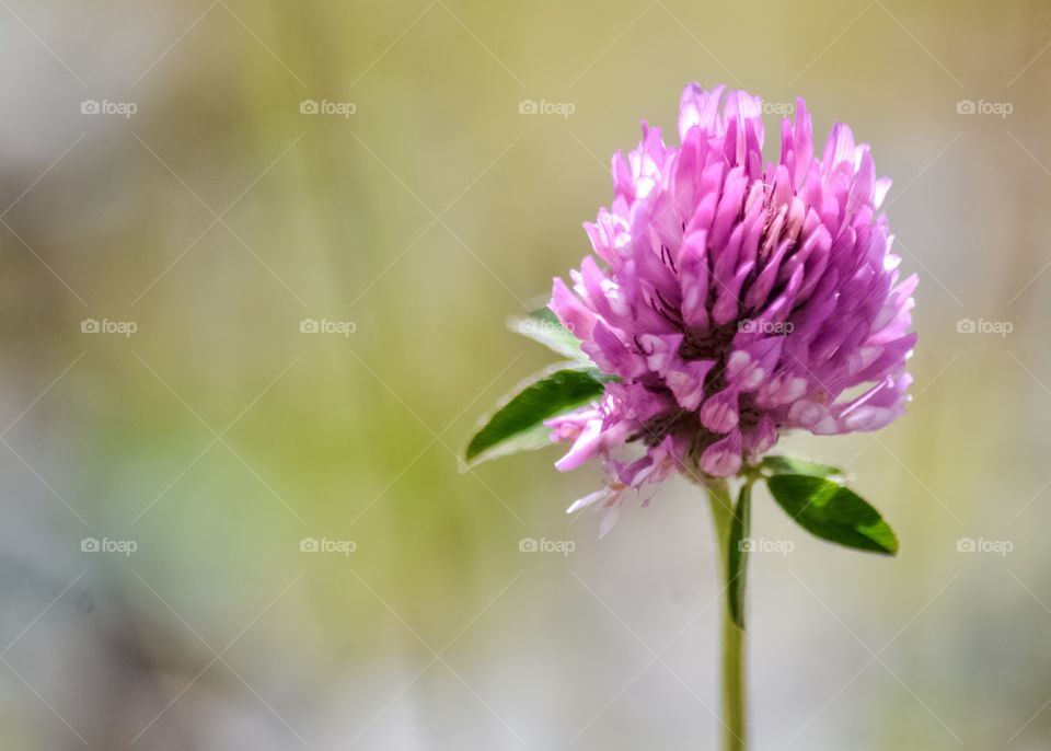 Clover flower