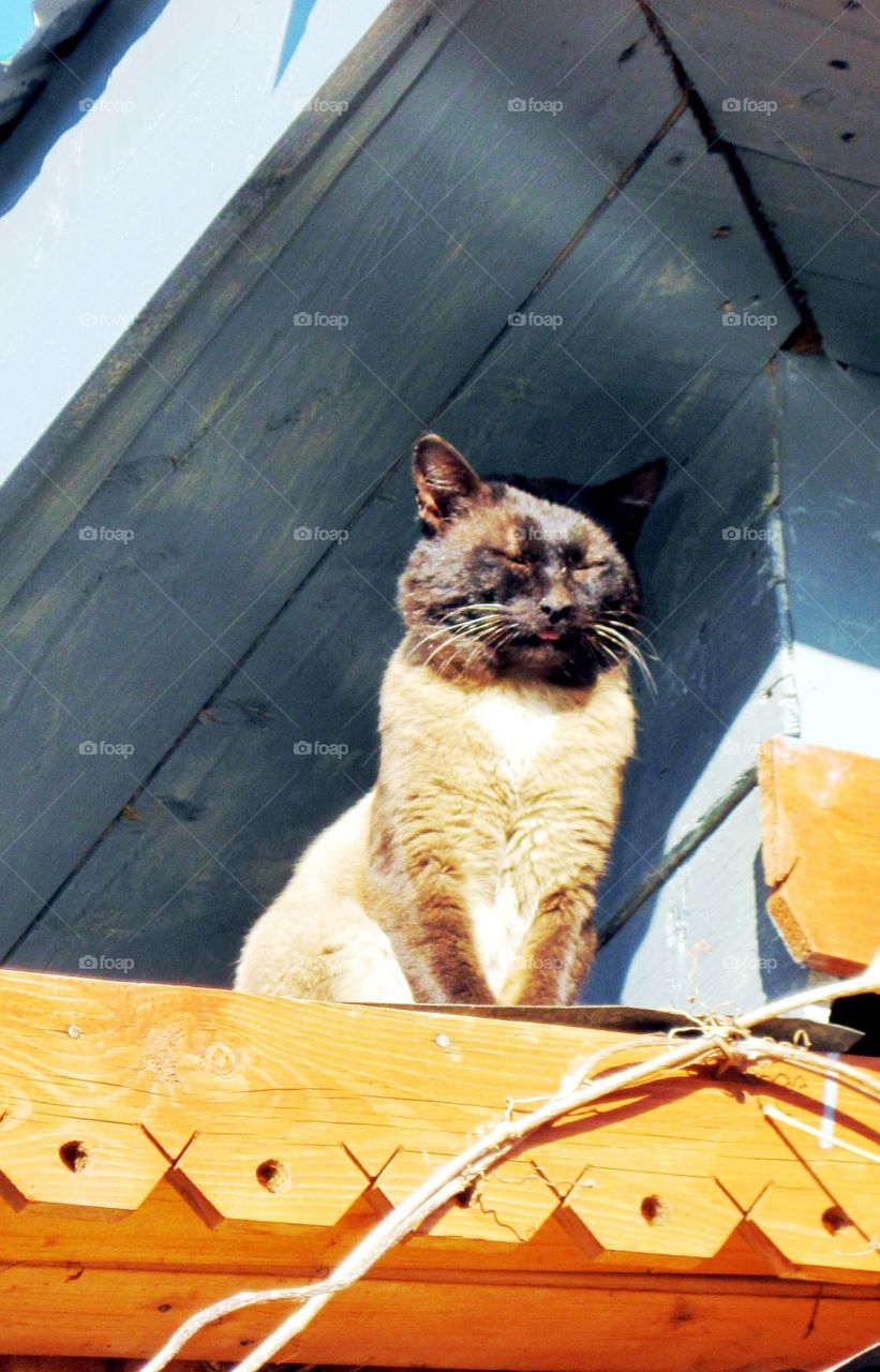Кот на солнечной крыше