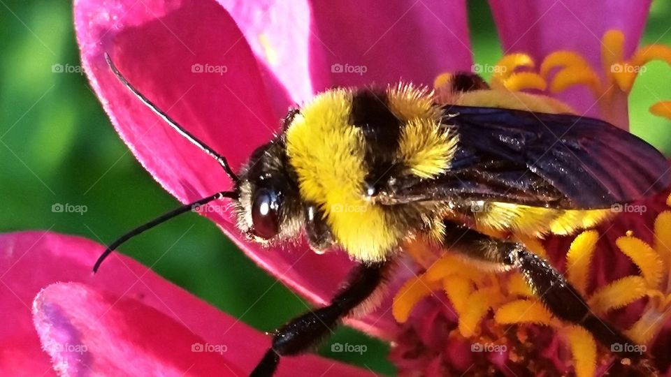 Bumblebee pollinating flower