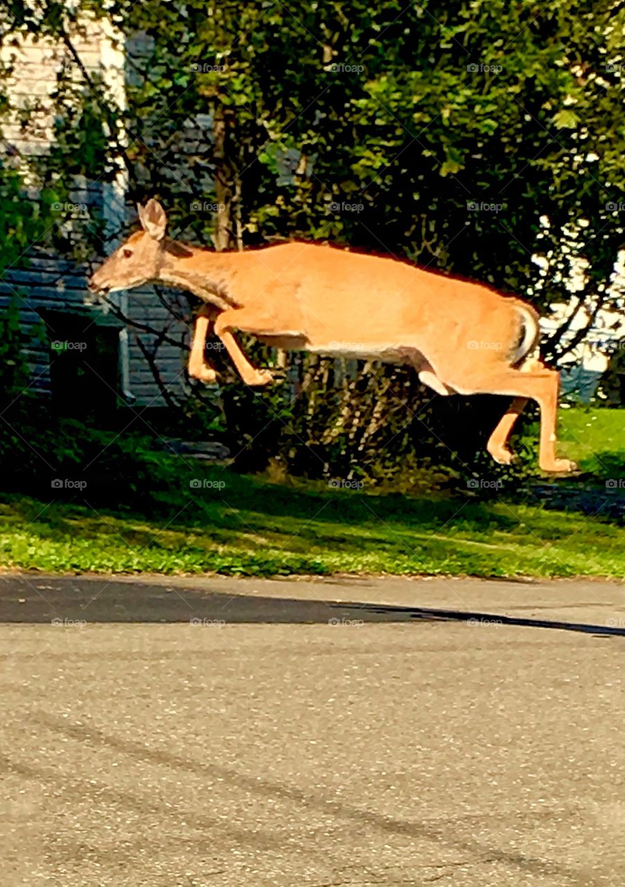 One of the many deer that I see every day on the streets of town. I spooked this one while I was getting out of my car in the driveway
