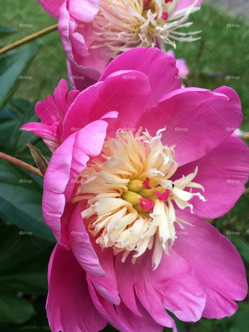 Close up view of a beautiful pink peony flower with different coloured centre in the garden in summer