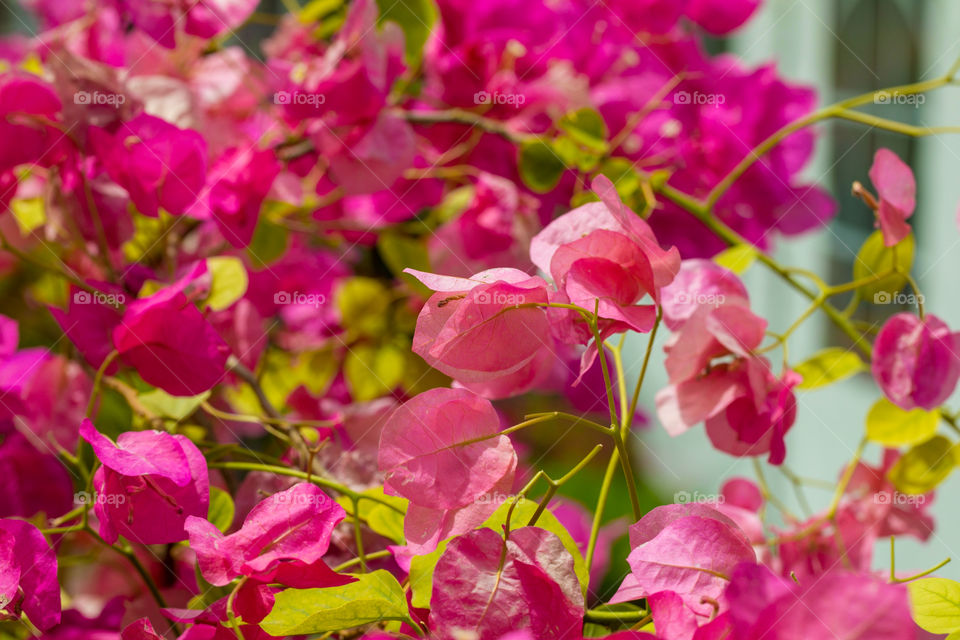 Plants in Pots