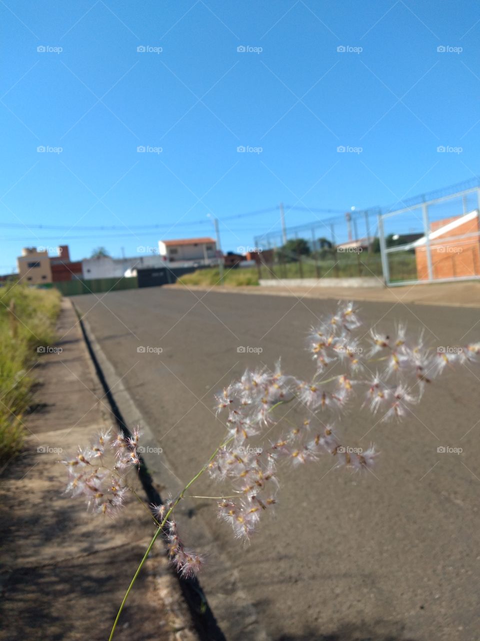 bem vindo foap natureza