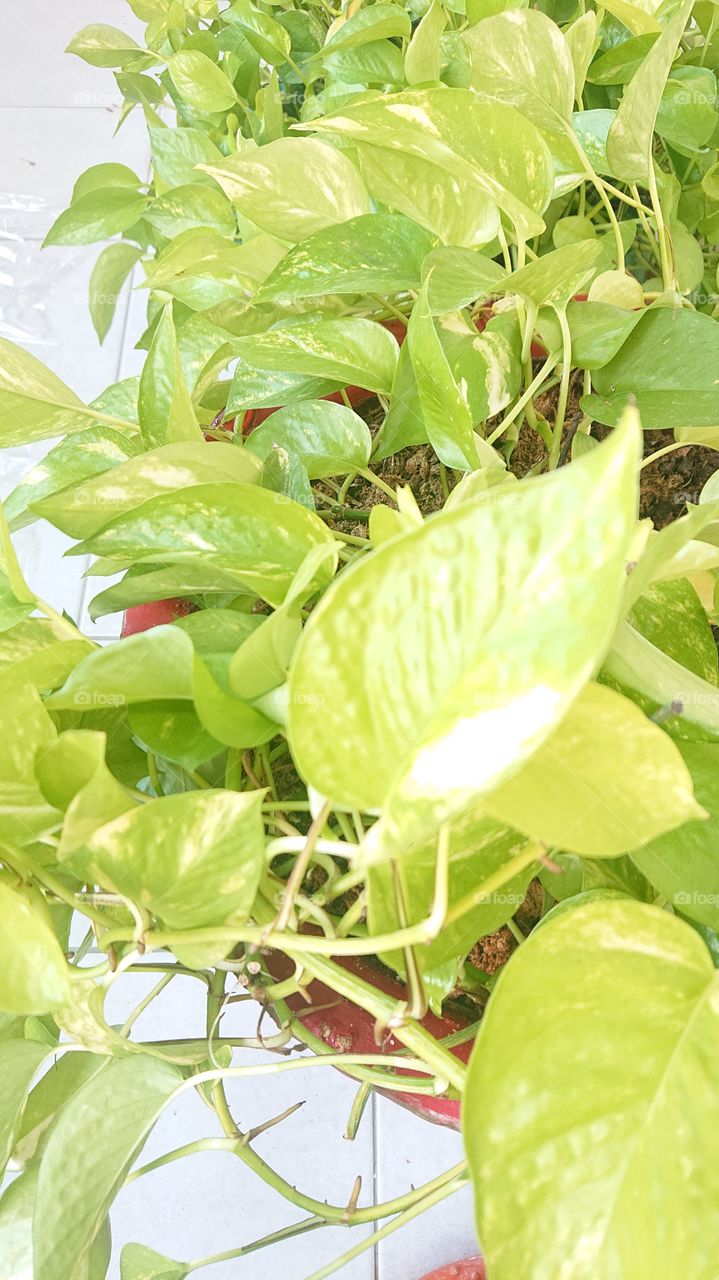 green plant