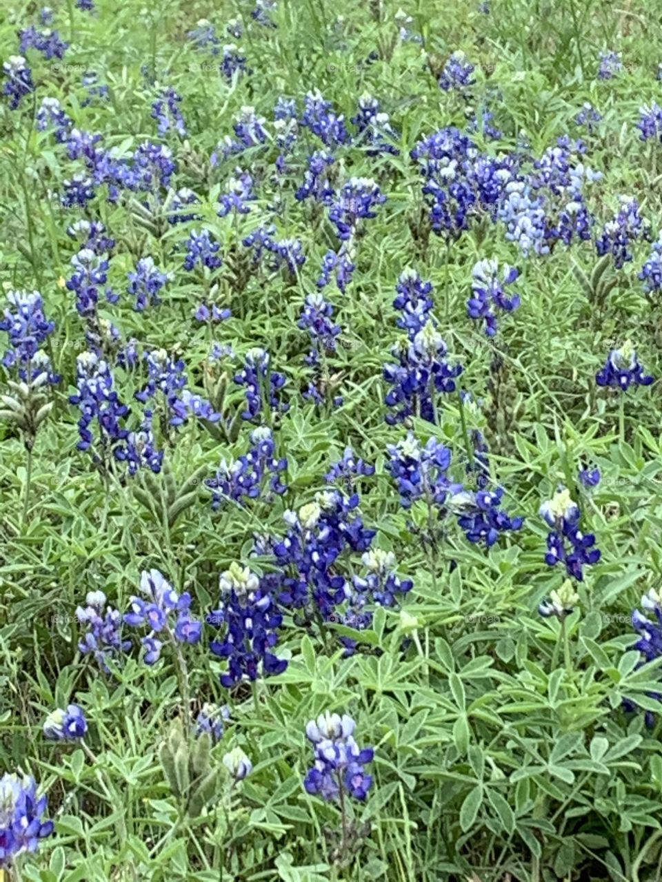 Texas Bluebonnets