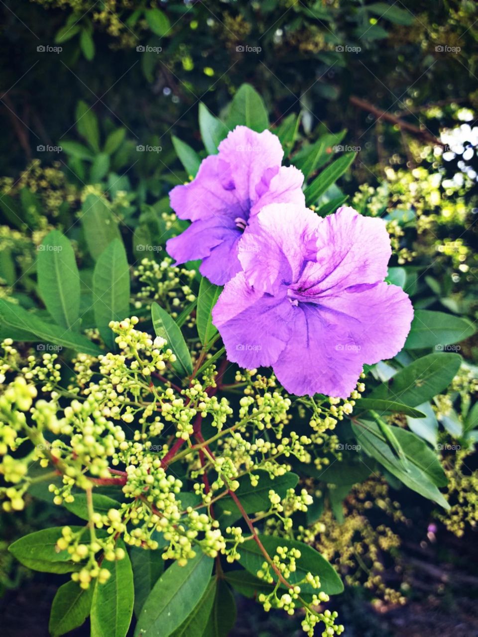 Agradáveis flores rochas