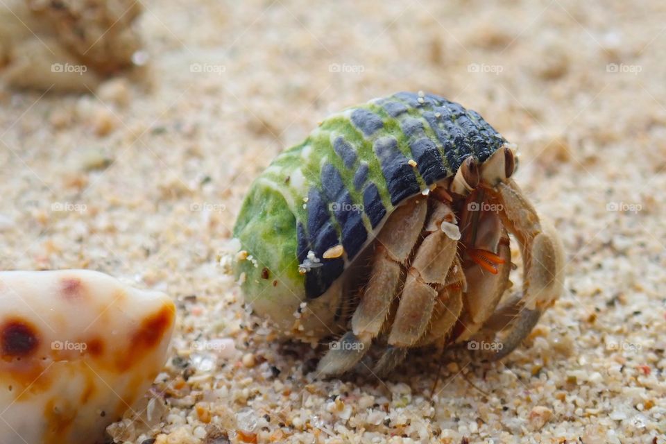 Slow and shy, looking nervous but going forward! And in case of danger, just close your eyes, hide and hope no one will harm you. The power of faith and persistence! Thanks Crab!