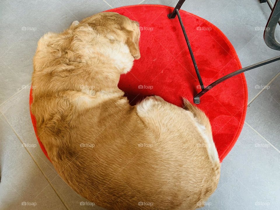 Giving Mission : Man’s Best Friend 