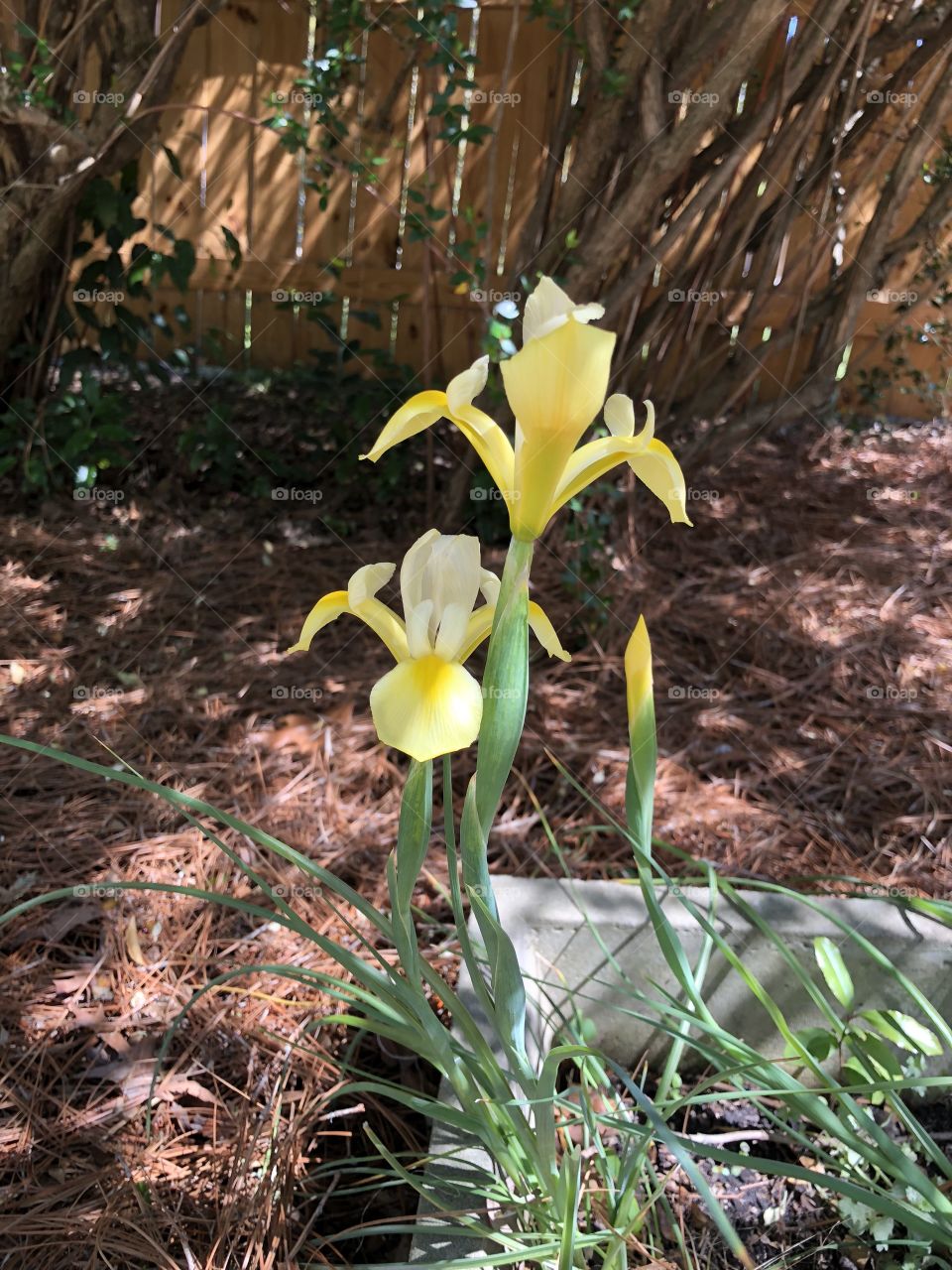 Yellow iris greets the sun