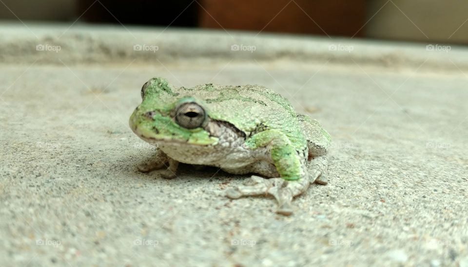 Frog rests on pavement.