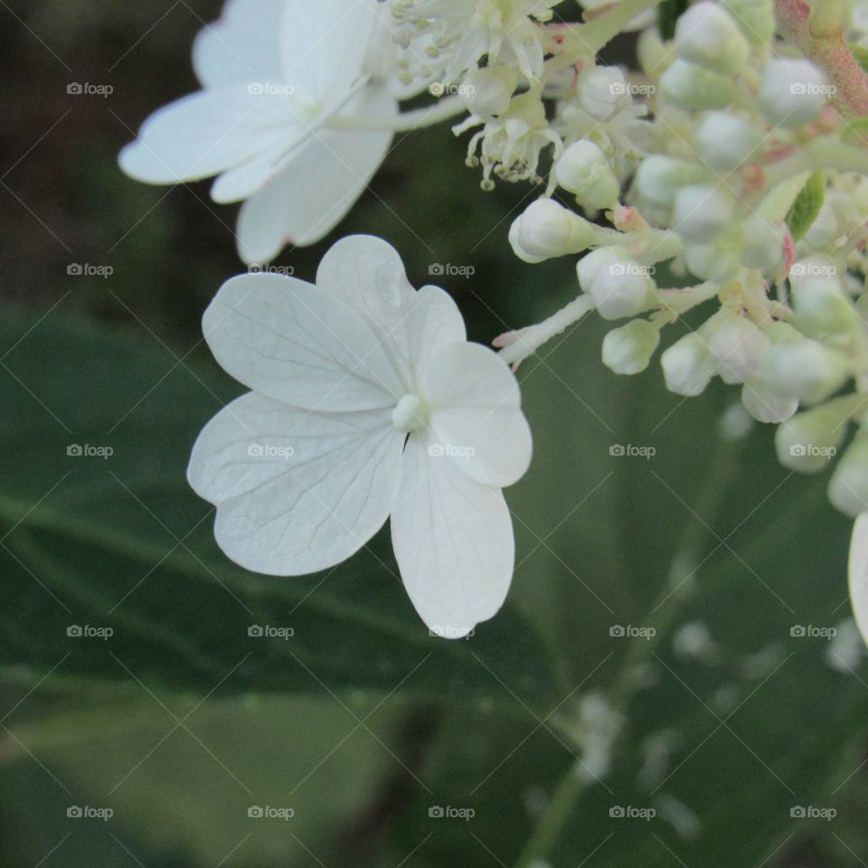 Small white wildflower