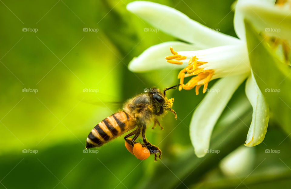 Moment freezed while a bee collecting honey from flower.