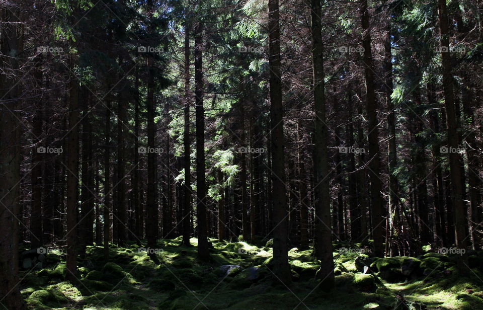 View of forest