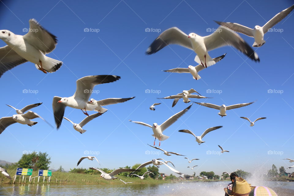 Seagulls at Inle lake