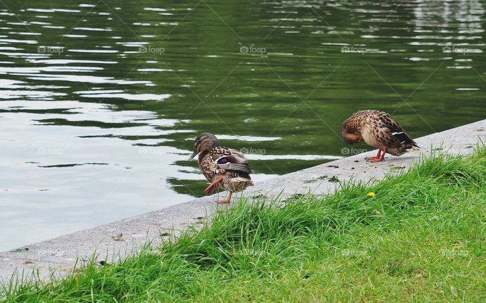 Dancing duck