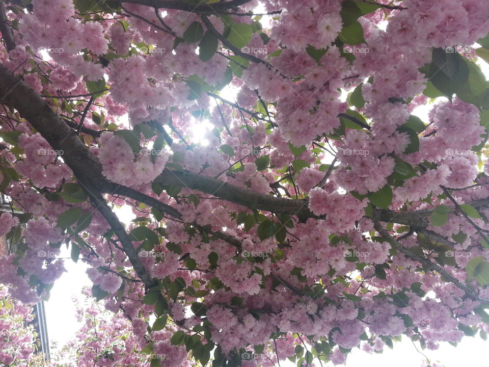 looking through the tree. looking into the blossoming tree and thought it was pretty