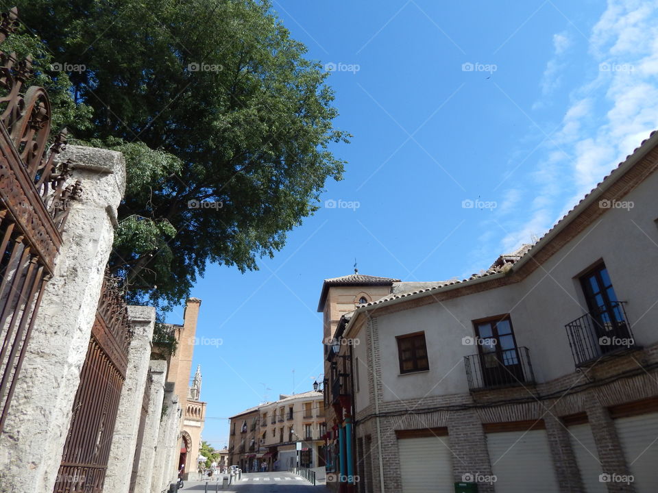 Tops of the trees in Toledo in the summer 
