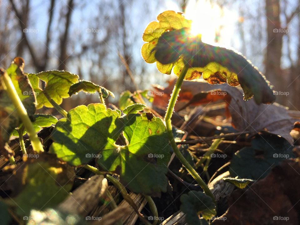 Fresh spring weeds in late evening sun