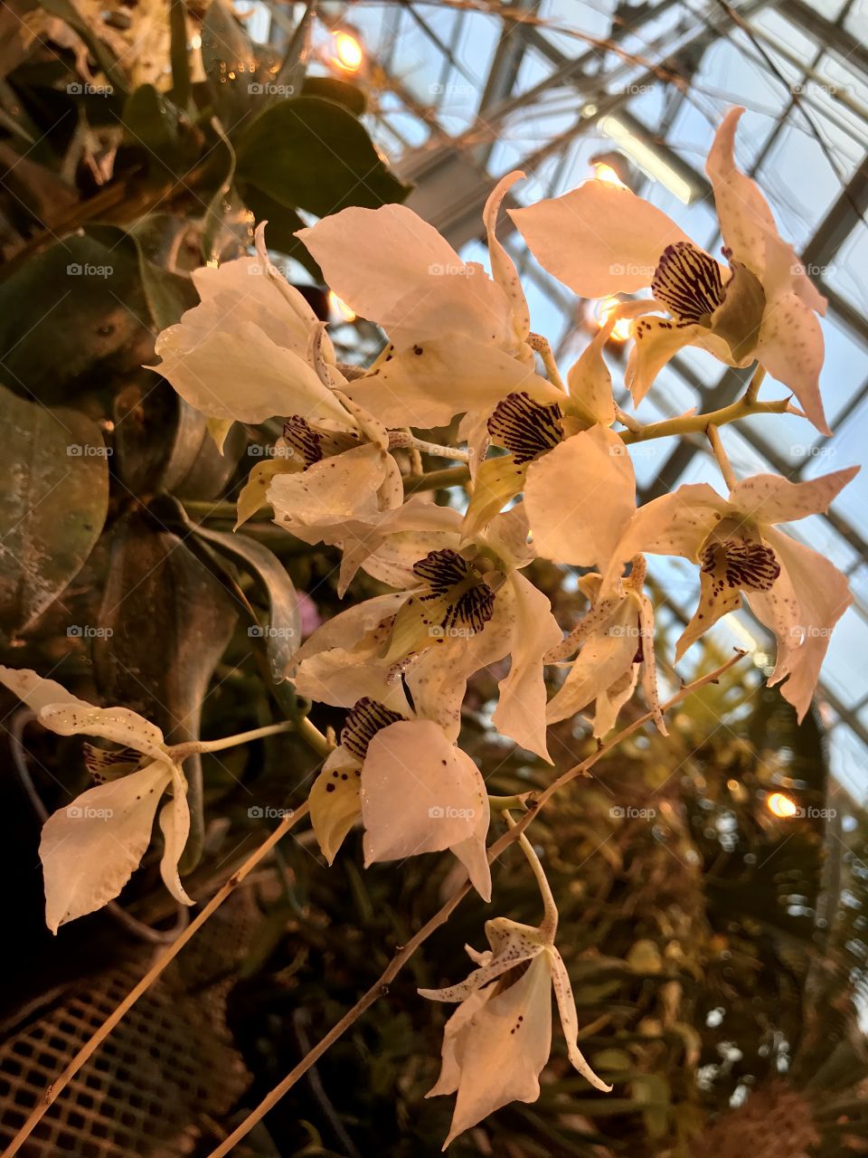 Beautiful photograph of a unique type of orchid located in a beautiful glass rooftop garden center