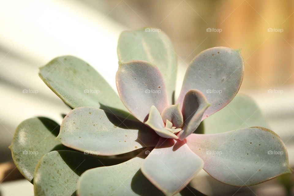 Flower, Nature, No Person, Flora, Leaf