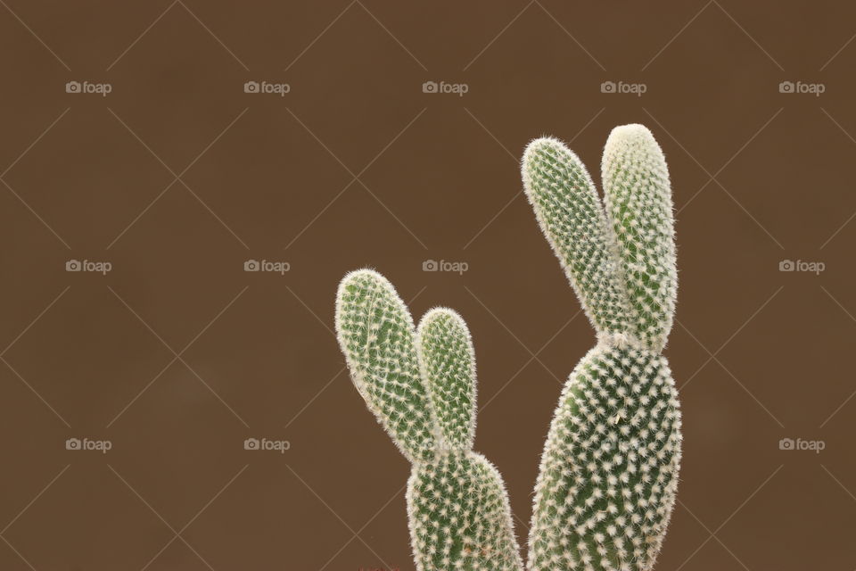 cactus plant