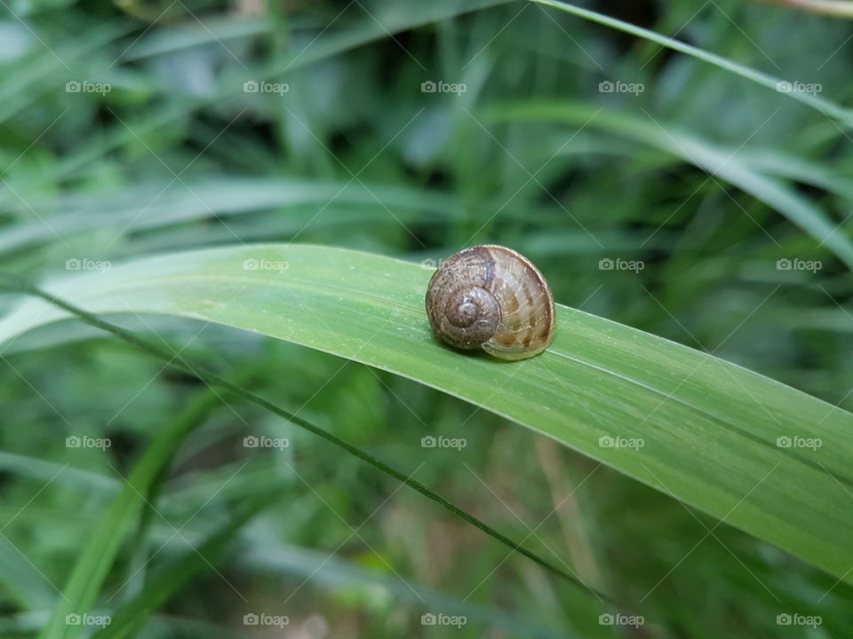 liitle snail on grass leaf