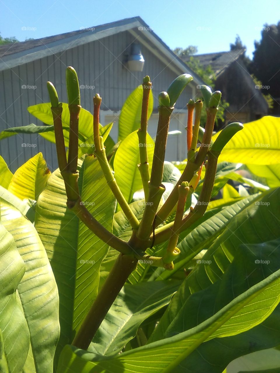 Plumeria Seed Pods, First View