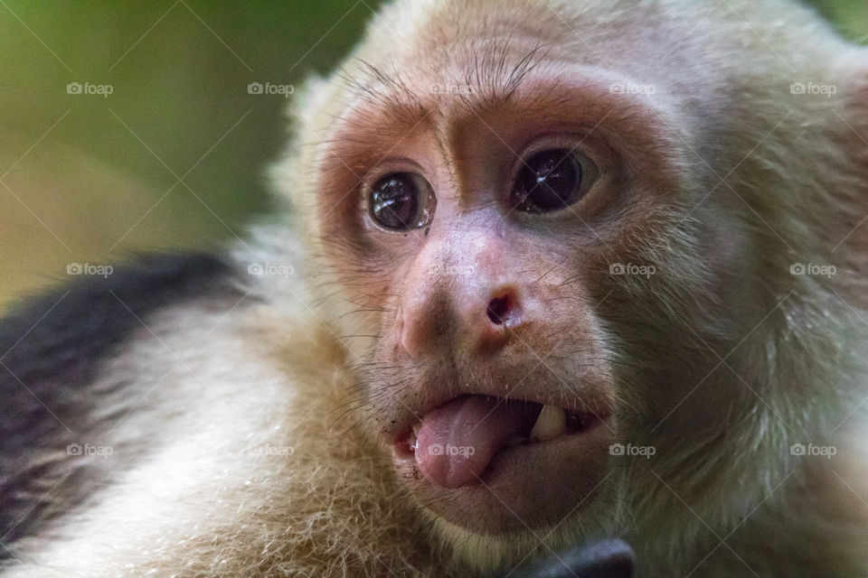 Closeup of Capuchin monkey sticking out its tongue