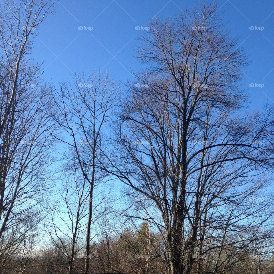 All the leaves have fallen