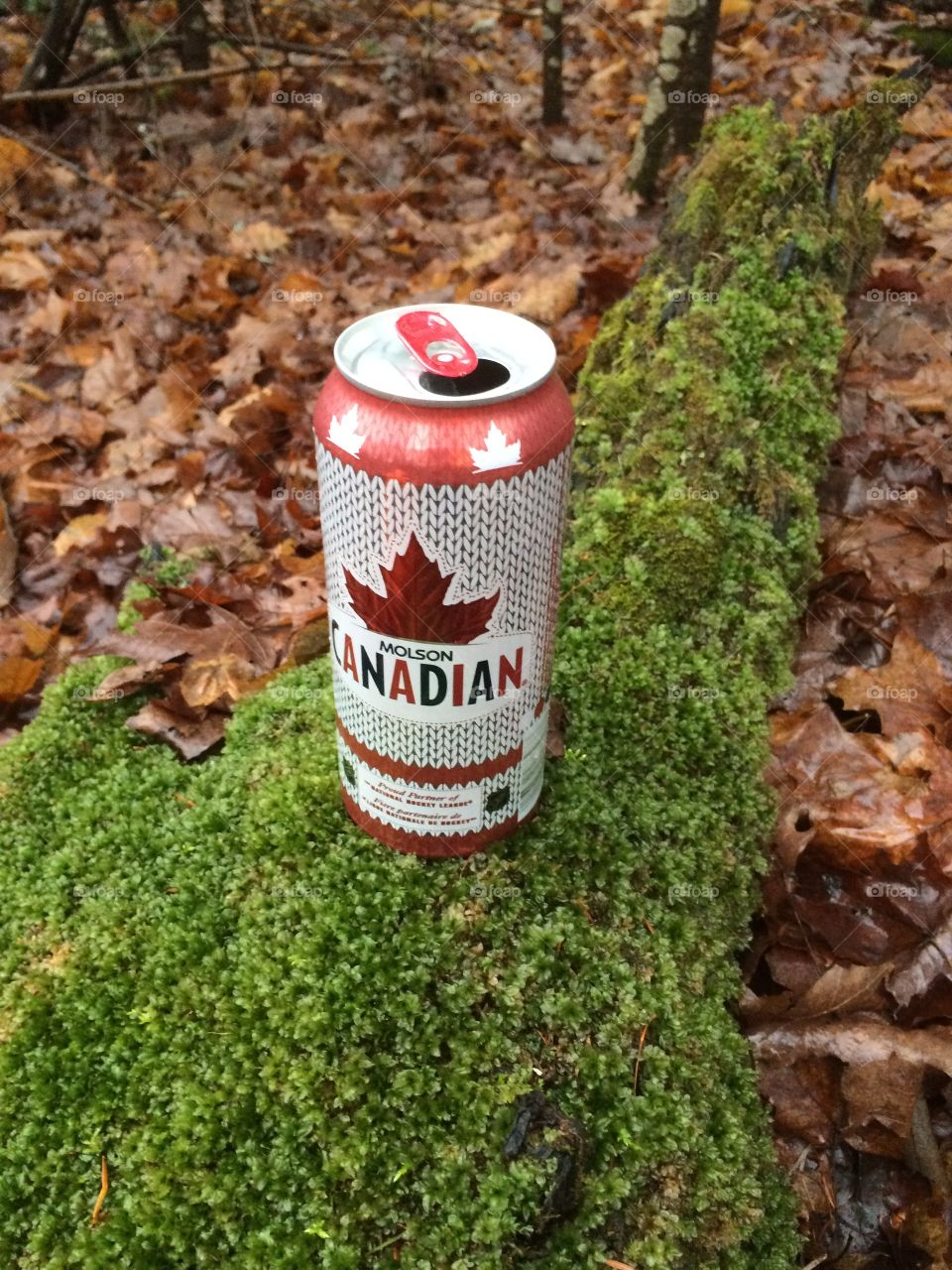 cool crisp Canadian beer sitting in a maple forest