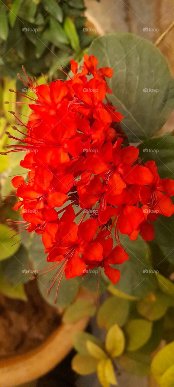 RED FLOWERS 💐 YAP!!