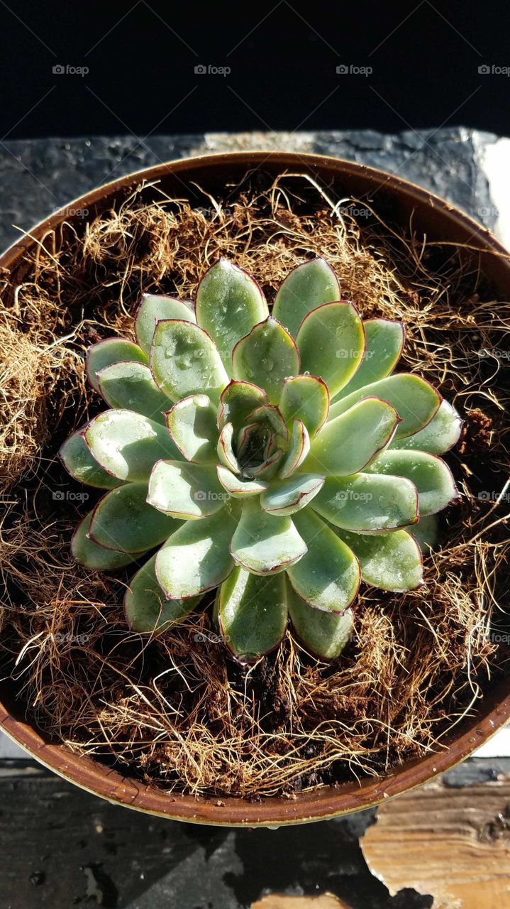 echeveria puladonis Succulent