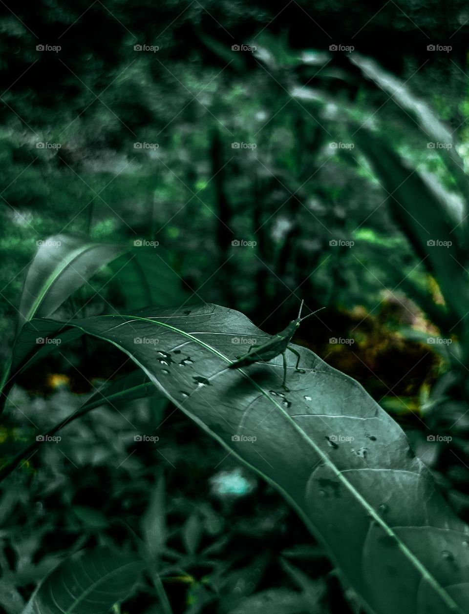 A green grasshopper sitting on a long leaf in the bushes
