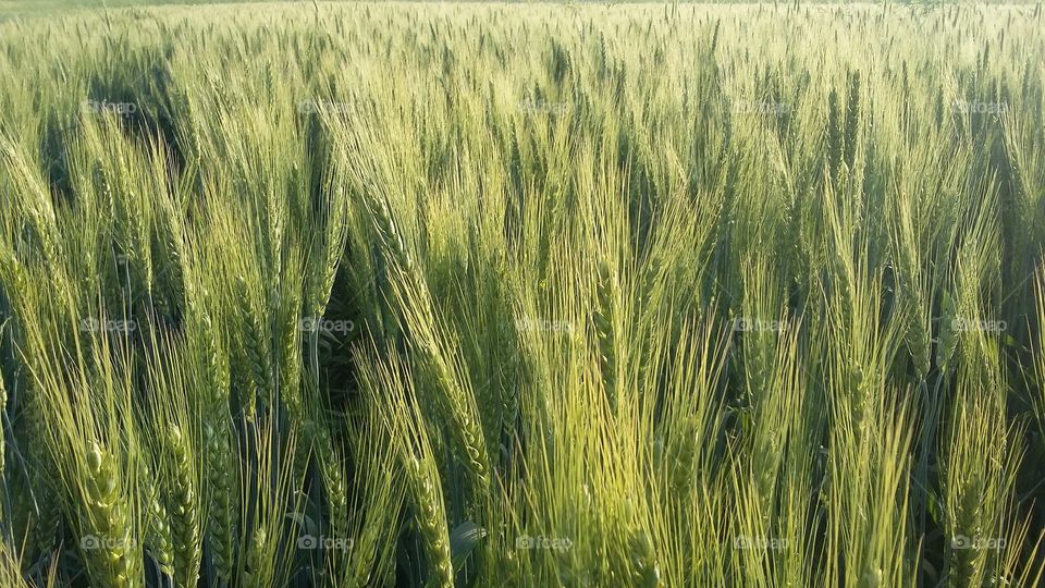 crop of wheat
