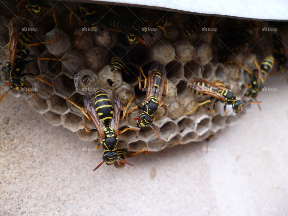 Vespiary. Macroworld