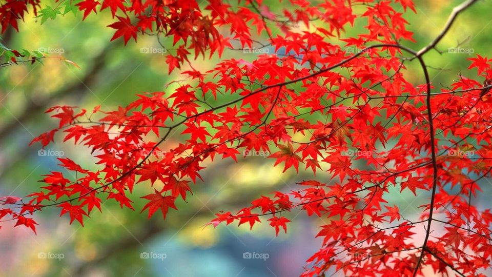 Red autumn