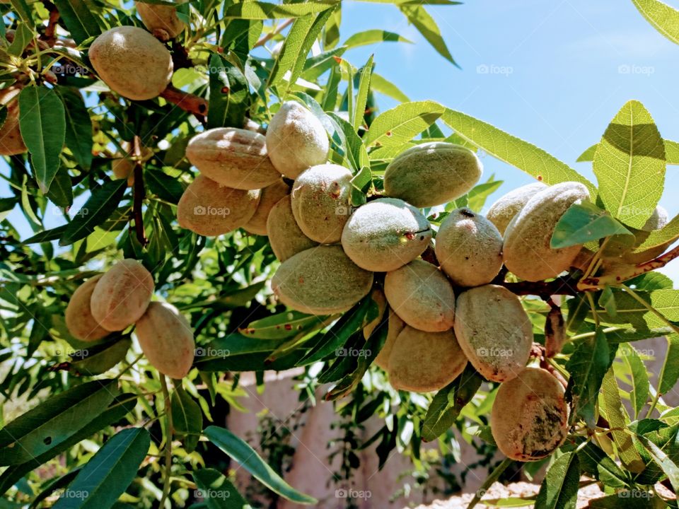 The almond tree is a medium-sized tree, between 6 and 10 meters high, with a lifespan of up to 70 years. Its leaves are deciduous, lanceolate and finely toothed. Its flowers, very early, are white or pink.