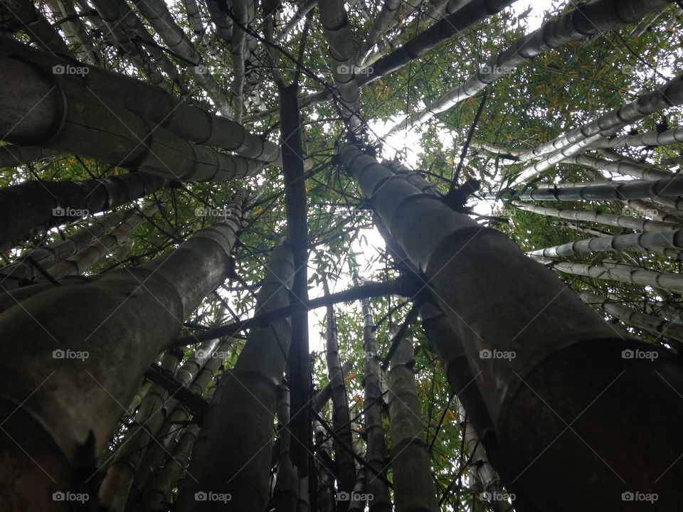 Bamboo heights 