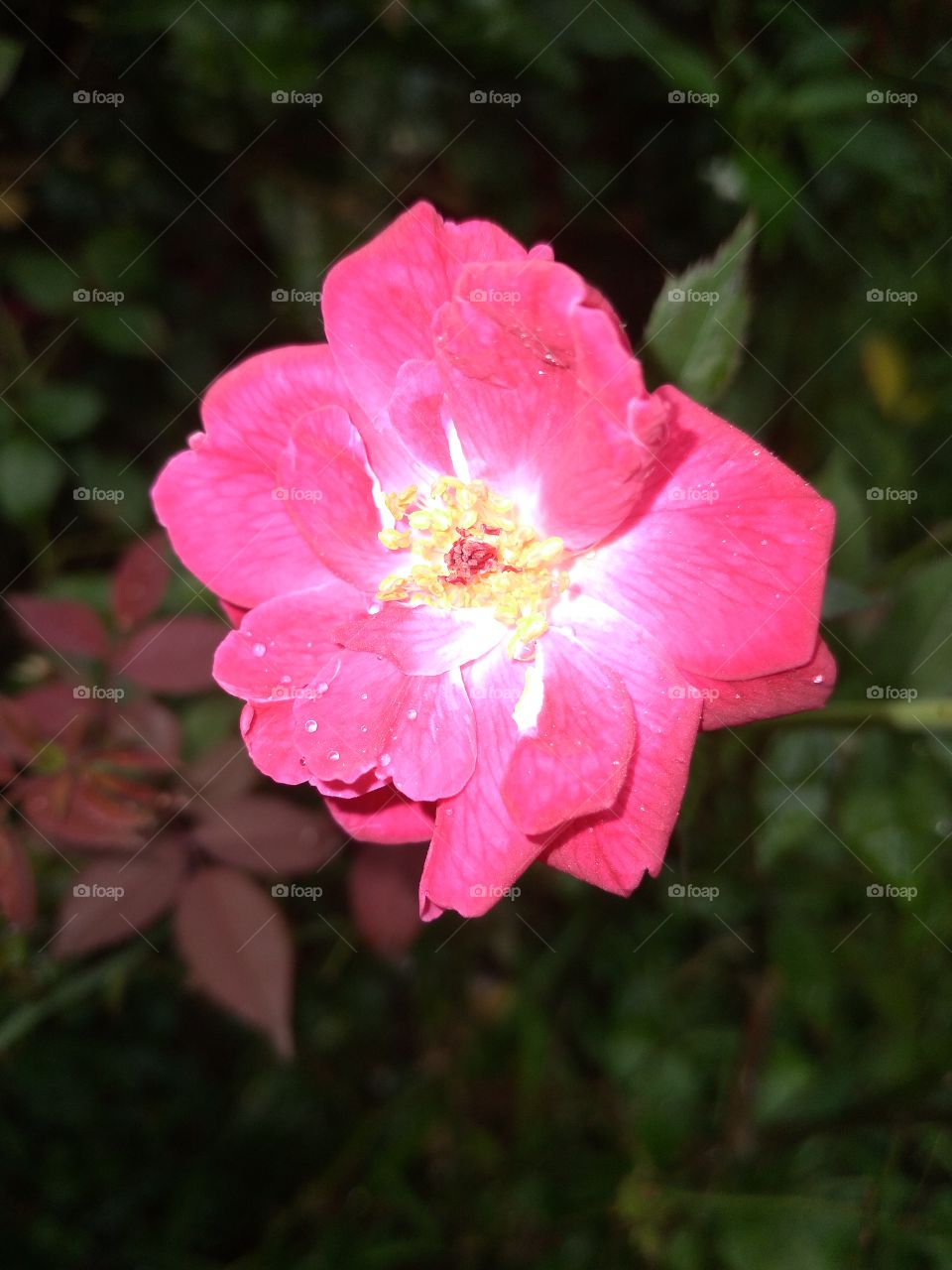 water drops and rose,