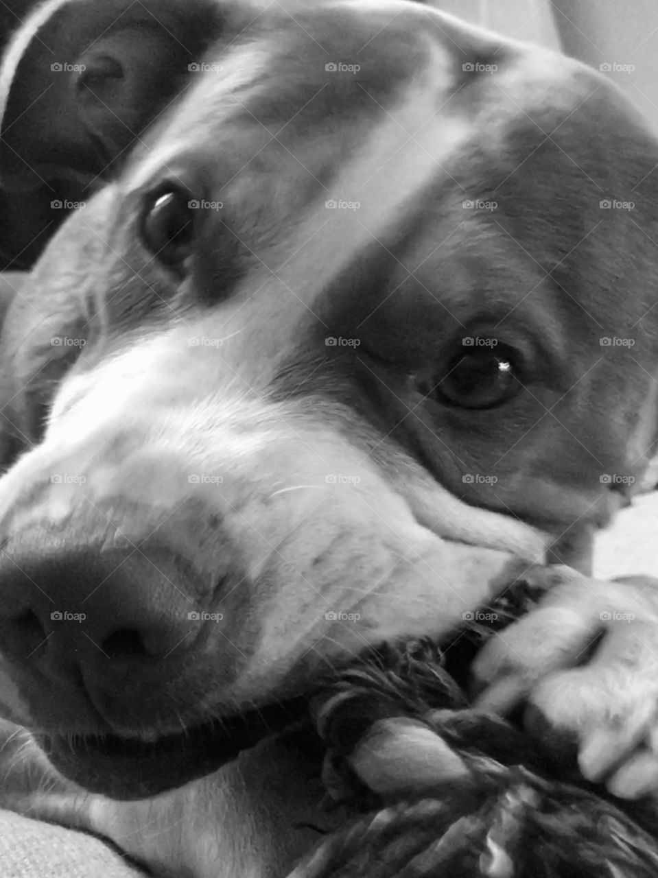 Beautiful rescue pitbull playing with rope