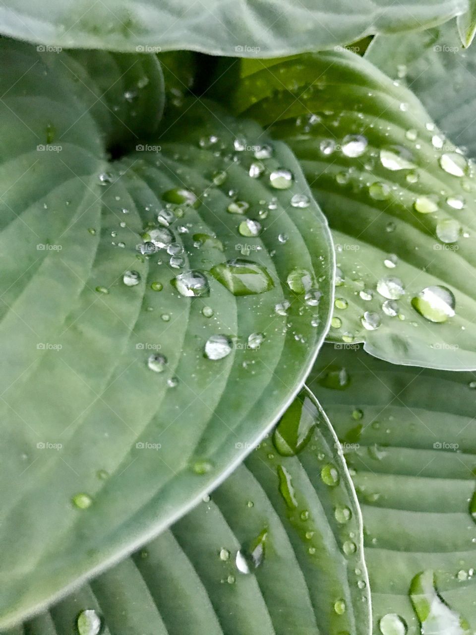 Raindrops on green leaves 