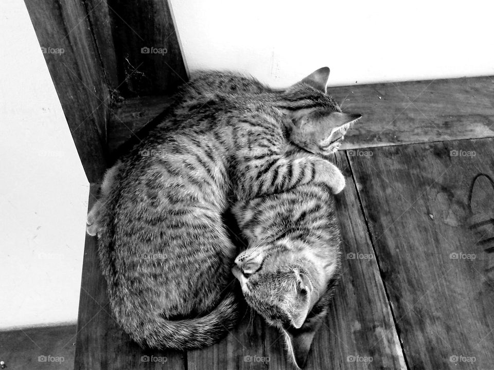 Two cat love Taking Care