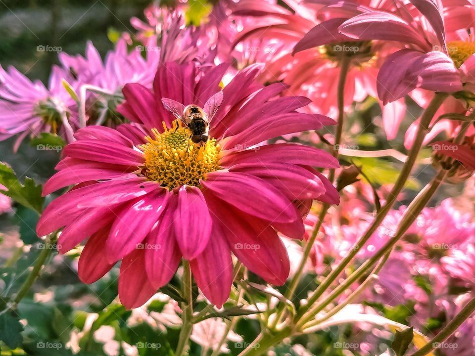 Pyrethrum hybrid Giganty Robinson