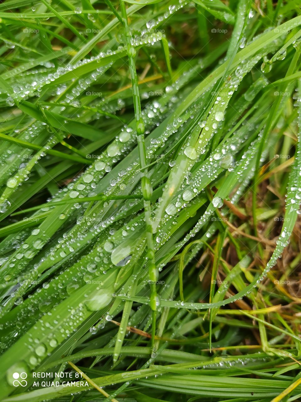 wet grass