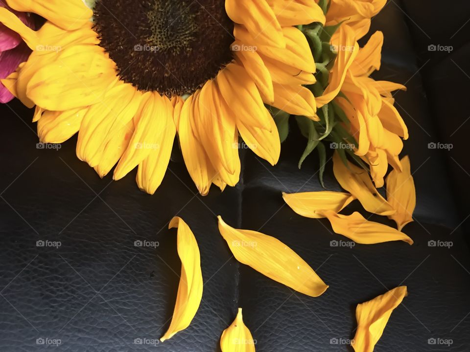 Bright Sunflower on dark black background with petals closeup studio shot beautiful floral art background photography 