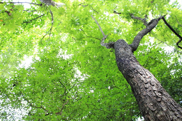 Tree, wotm eye view
