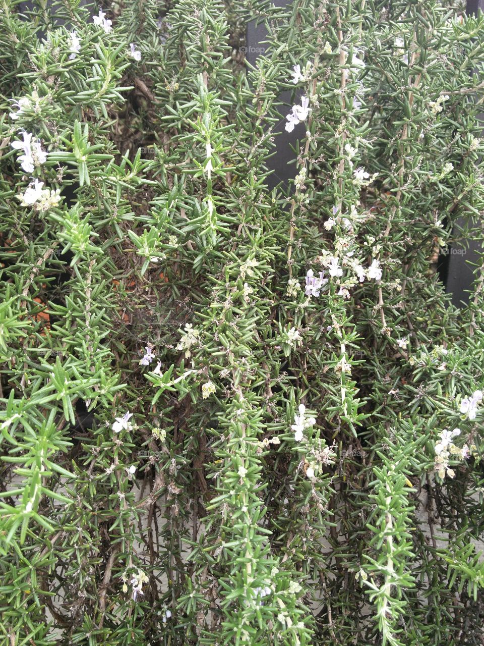 rosemary