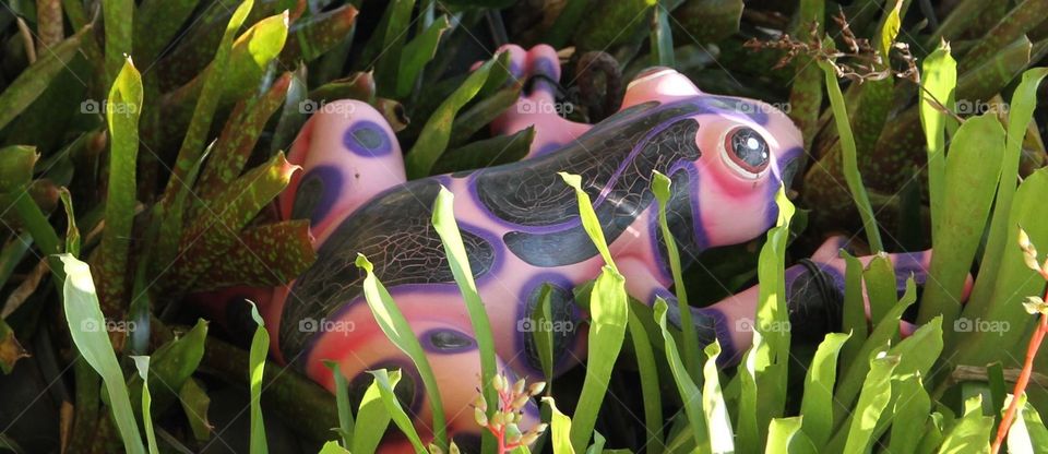 Color, Nature, Garden, No Person, Leaf